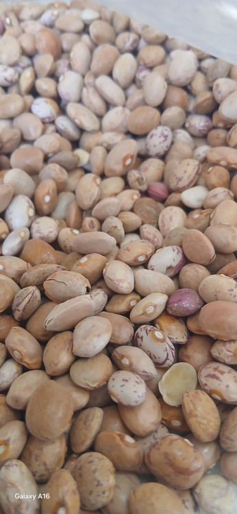 لوبیا چیتی نرمال - نمای نزدیک دانههای لوبیا