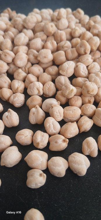 نخود ۳ خان ایرانی دیم کرمانشاه - نمای نزدیک دانههای نخود